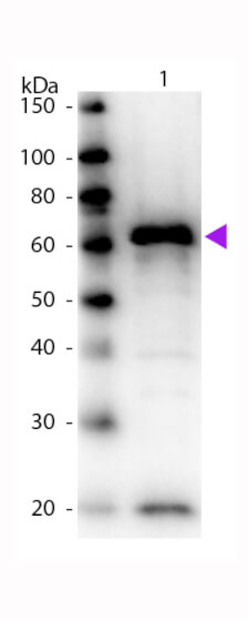 WB - MYC Epitope Tag Antibody Biotin Conjugated