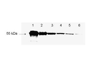 WB - Antibody for the detection of FLAG Biotin Conjugated