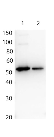 WB - Antibody for the detection of FLAG Biotin conjugated