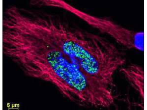 Anti-Histone and Anti-Tubulin Antibodies - Immunofluorescence Microscopy