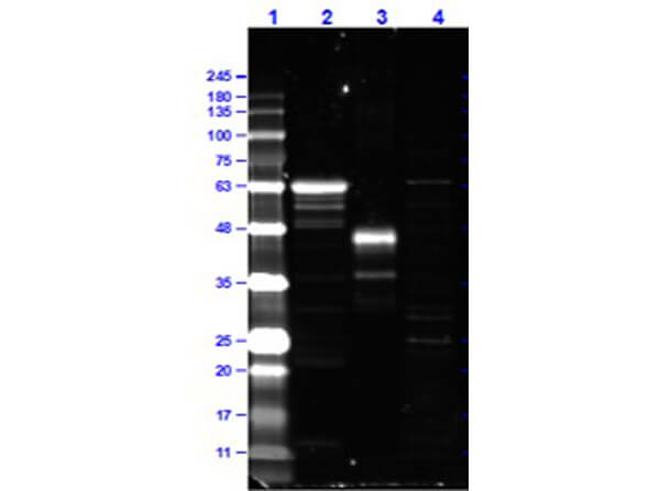 Western Blot of Rabbit Anti-MYC Antibody Dylight™649 Conjugated