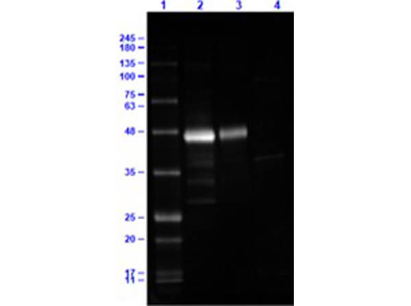 Western Blot of Rabbit Anti-HA Epitope Tag Antibody Dylight™649 Conjugated