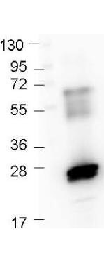 Western Blot - GST Antibody Dylight™ 405 Conjugated
