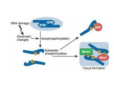 Schematic of ATM induction by DNA damage.