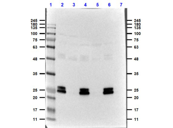 Western Blot of Chicken anti-GFP Antibody with Serums