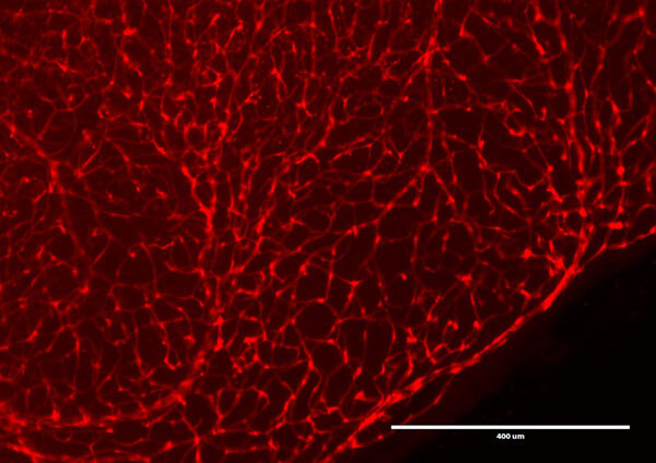 Immunofluorescence Microscopy of Chicken Anti-RFP antibody.