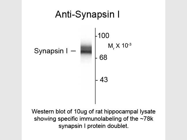 Western blot of Synapsin I Antibody