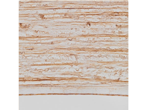 Immunohistochemistry results using Goat Anti-Cat Fc