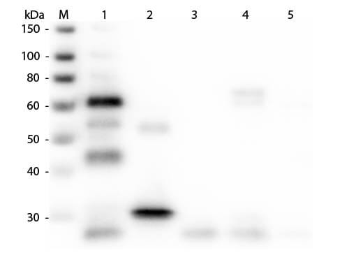 Western Blot of Unconjugated Anti-Chicken IgG/IgY (H&L) (GOAT) Antibody (Min X Bv Gt GP Ham Hs Hu Ms Rb Rt & Sh Serum Proteins)