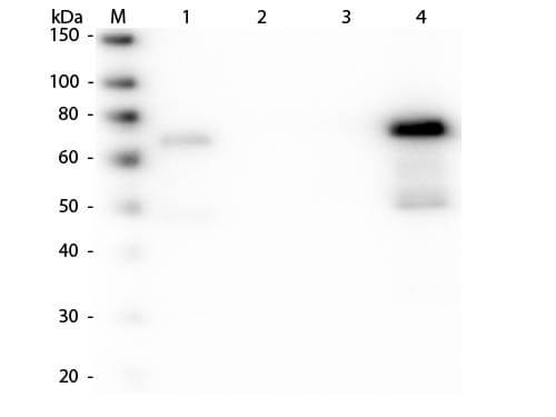 Western Blot of Anti-Chicken IgM (mu chain) (GOAT) Antibody Peroxidase Conjugated