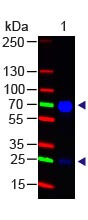 Chicken IgG (H&L) Antibody Dylight™ 488 Conjugated Western Blot