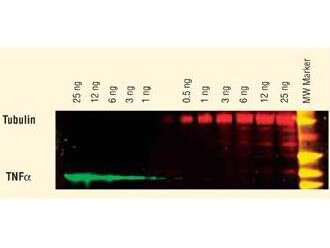 Western Blot of Unconjugated Anti-Chicken IgG (H&L) (GOAT) Antibody (Min X Bv Gt GP Ham Hs Hu Ms Rb Rt & Sh Serum Proteins)