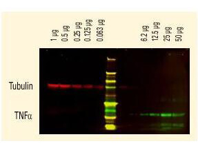 Western Blot of Unconjugated Anti-Chicken IgG (H&L) (GOAT) Antibody (Min X Bv Gt GP Ham Hs Hu Ms Rb Rt & Sh Serum Proteins)