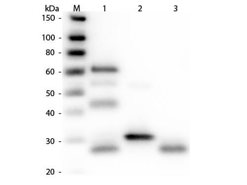 Chicken IgG (H&L) Secondary Antibody Alkaline Phosphatase Conjugated