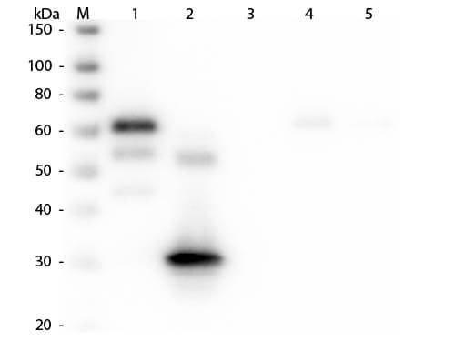 Western Blot of Unconjugated Anti-Chicken IgG F(c) (RABBIT) Antibody