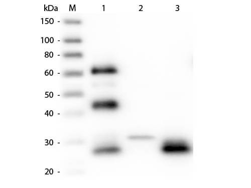 Western Blot of Unconjugated Anti-Chicken IgG F(ab')2 (RABBIT) Antibody