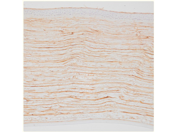 IHC using Anti-Dog IgG Fc