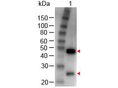 Goat IgG (H&L) Secondary Antibody Peroxidase Conjugated