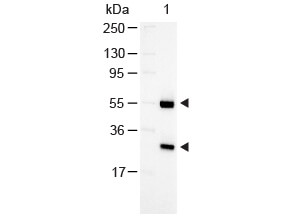 GOAT IgG (H&L) Secondary Antibody Alkaline Phosphatase Conjugated