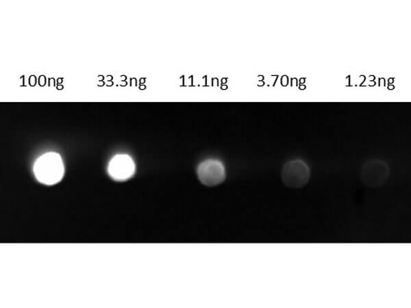 Dot Blot of Anti-Guinea Pig IgG Antibody Fluorescein Conjugate