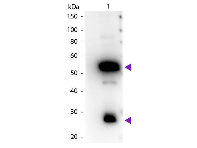 Guinea Pig IgG (H&L) Antibody Peroxidase Conjugated