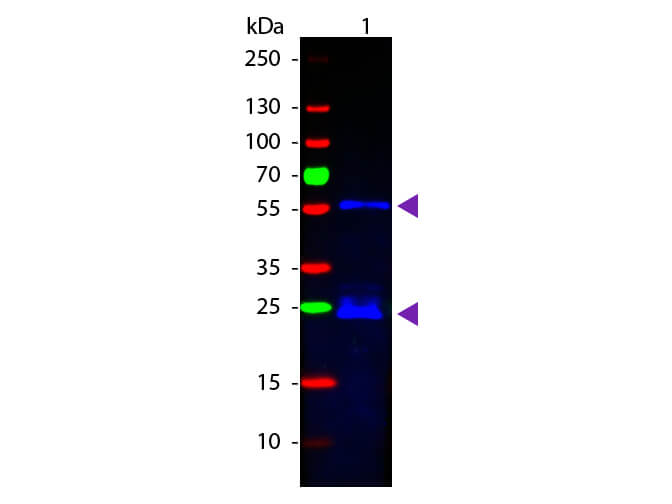 WB - Guinea Pig IgG (H&L) Antibody Fluorescein Conjugated Pre-Adsorbed