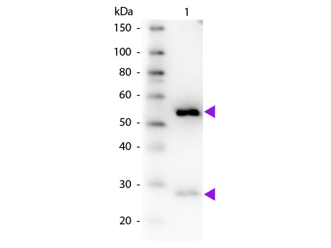 WB - Guinea Pig IgG (H&L) Antibody Biotin Conjugated Pre-Adsorbed