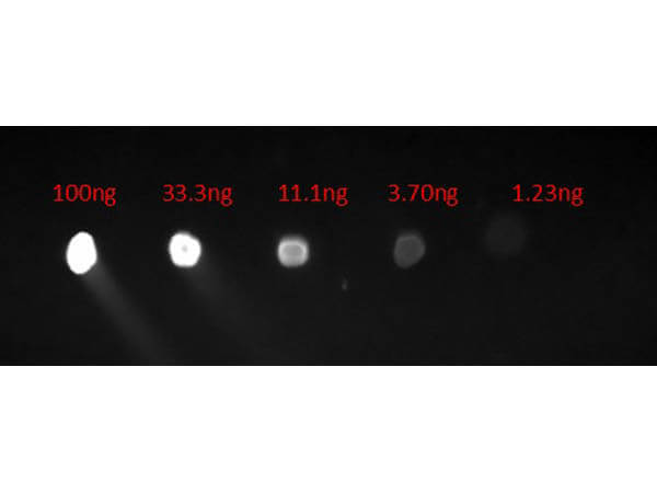 Human IgG F(c) Antibody Fluorescein Conjugated Pre-Adsorbed