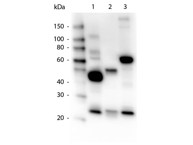 Human IgG IgA IgM (H&L) Antibody Peroxidase Conjugated - Western Blot