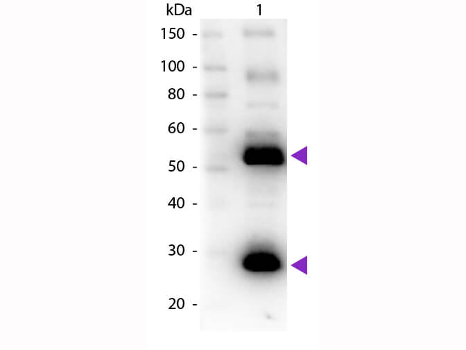 Human IgG (H&L) Secondary Antibody Biotin Conjugated Pre-Adsorbed