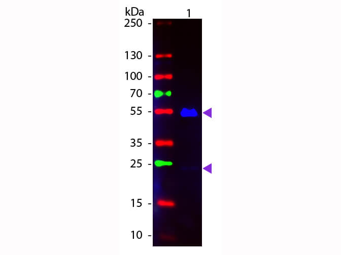 WBM - Human IgG (H&L) Antibody Fluorescein Conjugated