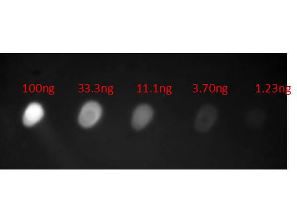 Dot Blot of Anti-HUMAN IgA (alpha chain) (GOAT) Antibody Fluorescein Conjugated