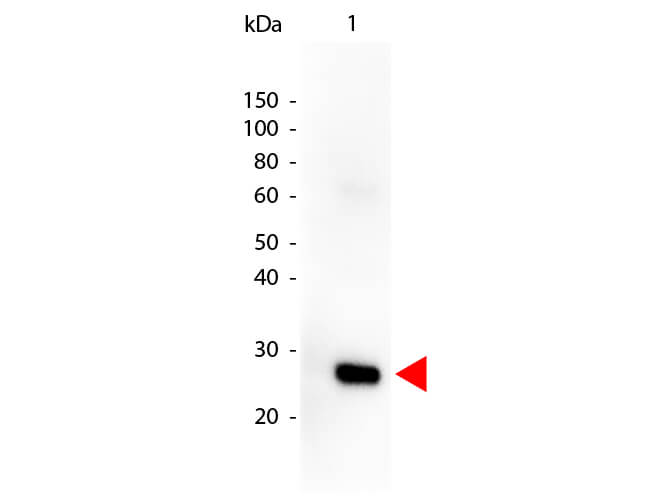 Human (lambda chain) Antibody Peroxidase Conjugated Rockland