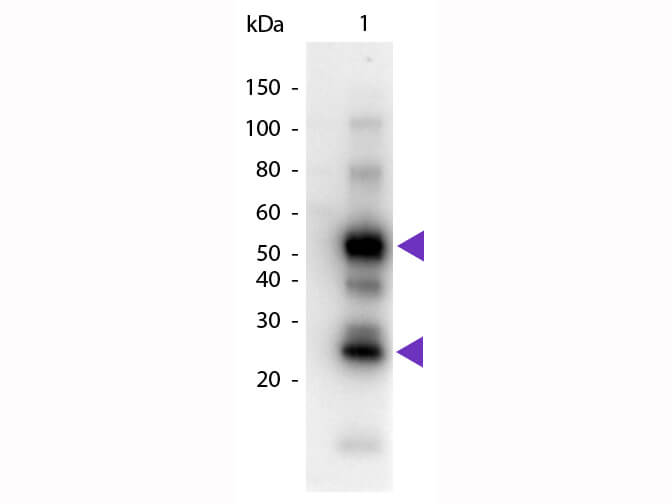 Human IgG (H&L) Antibody Peroxidase Conjugated Pre-Adsorbed