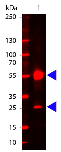 Human IgG (H&L) Antibody Dylight™ 680 Conjugated - Western Blot