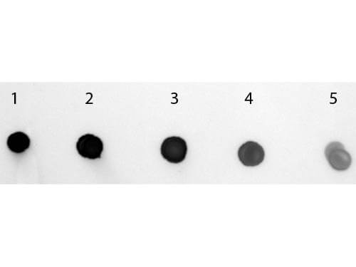 Human IgM (mu chain) Antibody Alkaline Phosphatase Conjugated - Dot Blot
