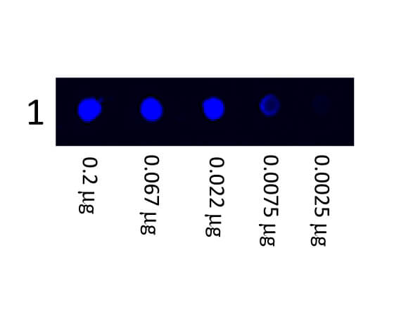 Fluorescein Mouse Anti Human IgG (H&L) Antibody – Dot Blot