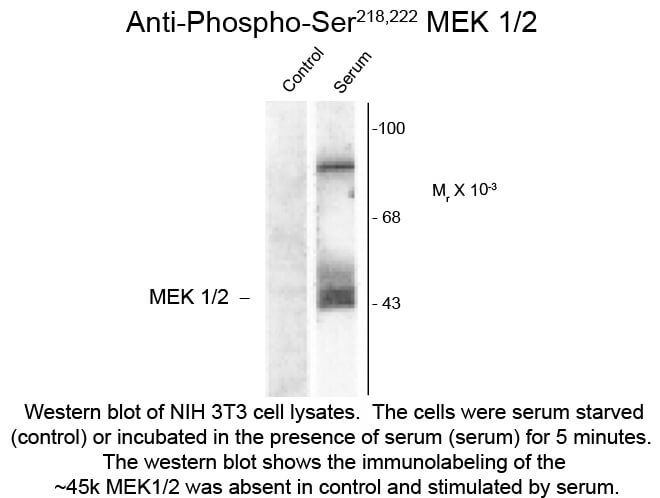 MEK1/2 phosphoS218/pS222 Antibody