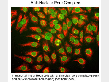 Immunostaining of Anti-Nuclear Pore Complex (Mouse) Antibody - 200-301-D98