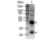 Western Blot - Human IgG (H&L) Antibody Biotin Conjugated