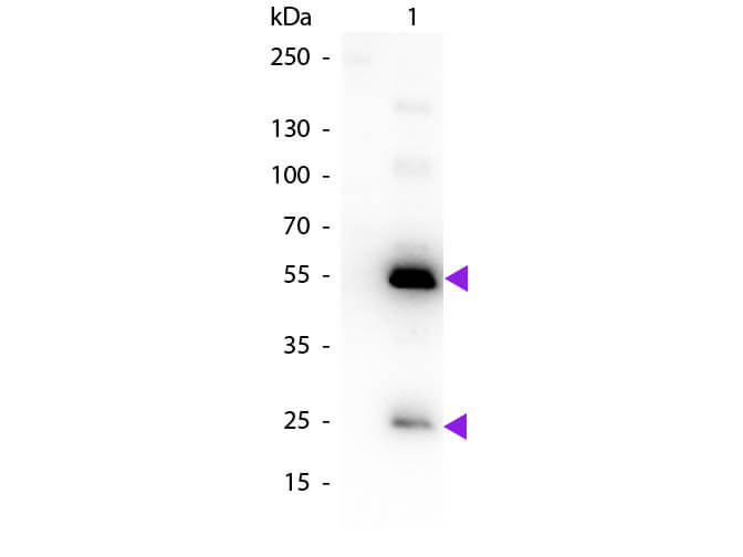 Human IgG (H&L) Antibody Biotin Conjugated Pre-Adsorbed