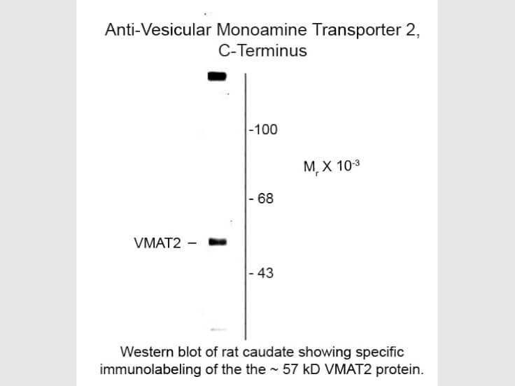 Western blot of Vesicular Monoamine Transporter 2 C-terminus VMAT2 Antibody