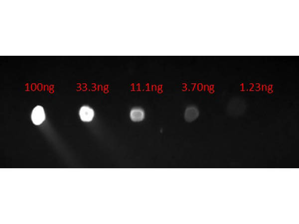 Dot Blot of Chicken Anti-HUMAN IgG Fluorescein Conjugated Antibody