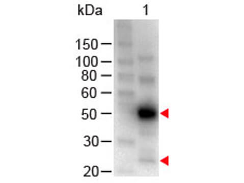 Western Blot - Human IgG (H&L) Antibody Peroxidase Conjugated