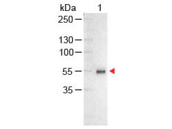 Human IgG (H&L) Antibody Alkaline Phosphatase Conjugated
