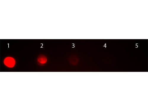 Mouse IgG2a Antibody Rhodamine Conjugated Pre-absorbed - Dot Blot