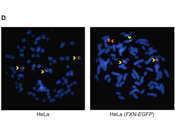 FISH results using goat anti-mouse IgG rhodamine