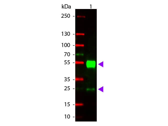 WB - Mouse IgG (H&L) Antibody Rhodamine Conjugated Pre-Adsorbed
