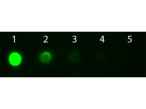 Mouse IgG2a Antibody Fluorescein Conjugated Pre-absorbed - Dot Blot