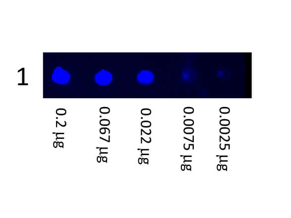 Fluorescein Goat Anti Mouse IgG (H&L) Antibody – Dot Blot